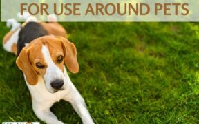 Natural Weed Killers for Use Around Pets
