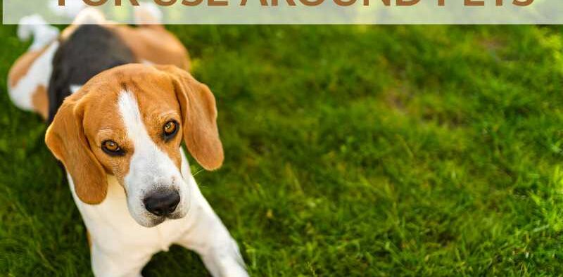 Title card for PetsWeekly image of dog lying on grass with the words, "Natural Weed Killers for Use Around Pets"