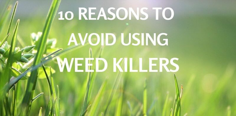 Protect your pets by avoiding the use of weed killers in areas they frequent—learn why it's important for their health and safety